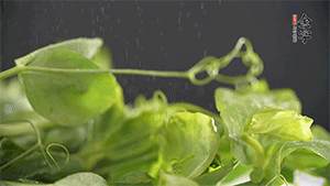 豌豆尖洗凈，切斷備用。